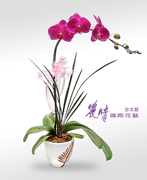 蘭花-006.jpg 蘭花-006.jpg