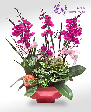 蘭花-008.jpg 蘭花-008.jpg