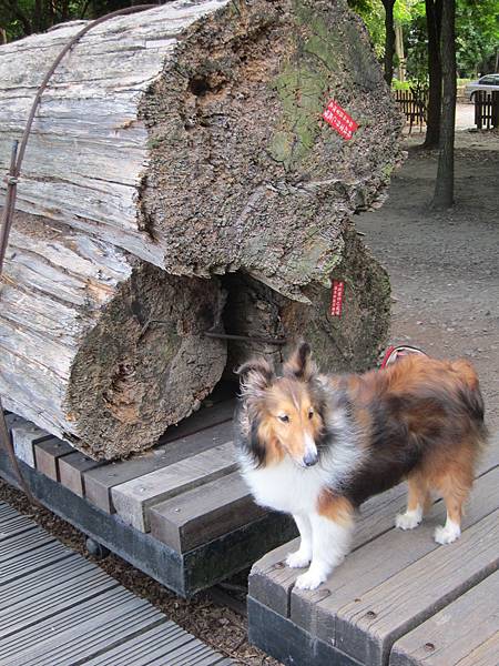 宜蘭羅東鎮=<食>羅東林業文化園區+魏姐包心粉圓=