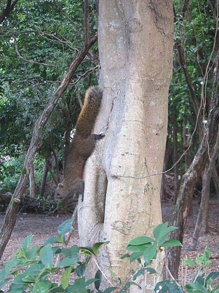 宜蘭羅東鎮=<食>羅東林業文化園區+魏姐包心粉圓=