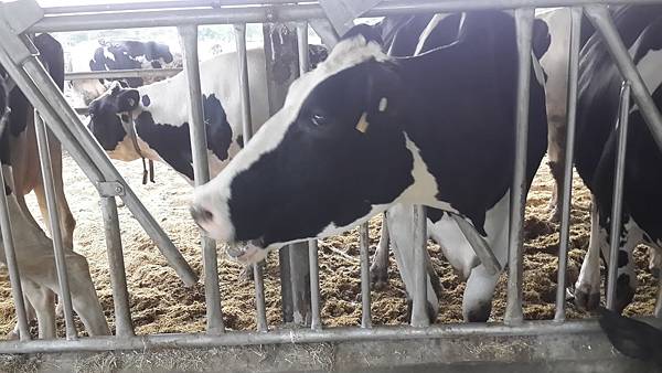 花蓮瑞穗鄉=<食>瑞穗牧場~好吃好玩,身邊充滿外國人= 花蓮瑞穗鄉=<食>瑞穗牧場~好吃好玩,身邊充滿外國人=