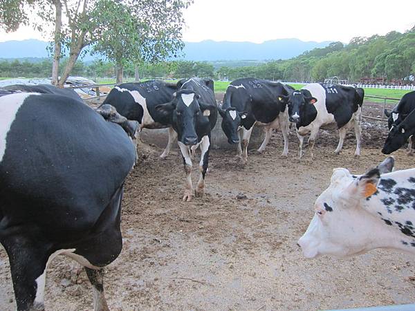 花蓮瑞穗鄉=<食>瑞穗牧場~好吃好玩,身邊充滿外國人= 花蓮瑞穗鄉=<食>瑞穗牧場~好吃好玩,身邊充滿外國人=