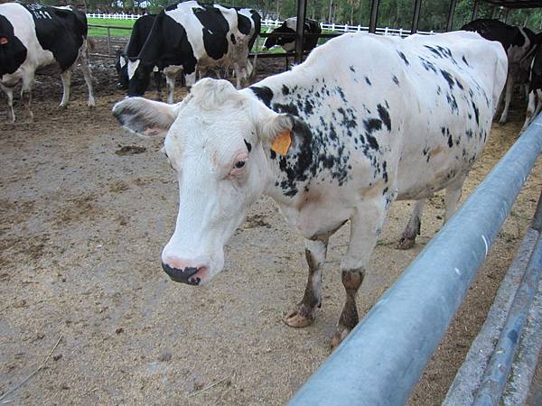 花蓮瑞穗鄉=<食>瑞穗牧場~好吃好玩,身邊充滿外國人= 花蓮瑞穗鄉=<食>瑞穗牧場~好吃好玩,身邊充滿外國人=