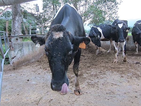 花蓮瑞穗鄉=<食>瑞穗牧場~好吃好玩,身邊充滿外國人= 花蓮瑞穗鄉=<食>瑞穗牧場~好吃好玩,身邊充滿外國人=