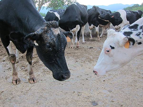 花蓮瑞穗鄉=<食>瑞穗牧場~好吃好玩,身邊充滿外國人= 花蓮瑞穗鄉=<食>瑞穗牧場~好吃好玩,身邊充滿外國人=
