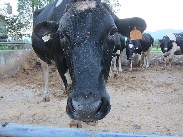 花蓮瑞穗鄉=<食>瑞穗牧場~好吃好玩,身邊充滿外國人= 花蓮瑞穗鄉=<食>瑞穗牧場~好吃好玩,身邊充滿外國人=