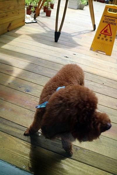 高雄鼓山區=<食>5號後院~中價位早午餐店*外國主廚*周末小酒館!真是偷得浮生半日閒呀~= 高雄鼓山區=<食>5號後院~中價位早午餐店*外國主廚*周末小酒館!真是偷得浮生半日閒呀~=