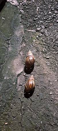 《深夜裡的蝸牛與看護：無人注目的角落，依舊守著本分》