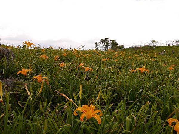 103.8.9.(76)       花蓮-六十石山.JPG