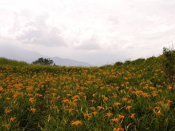 103.8.9.(84)       花蓮-六十石山.JPG