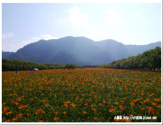 104.9.6.(14)日月潭金針花.JPG