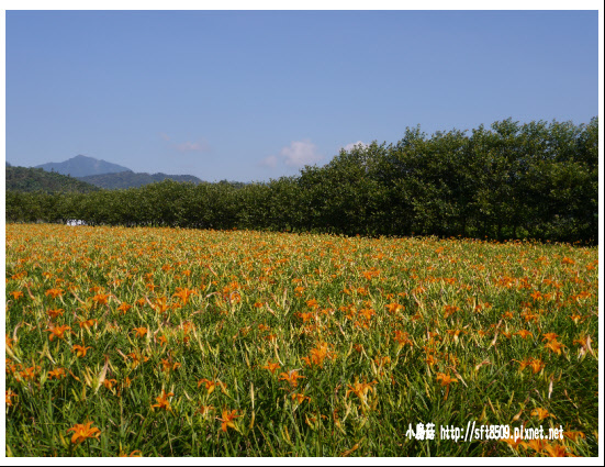 104.9.6.(36)日月潭金針花.JPG