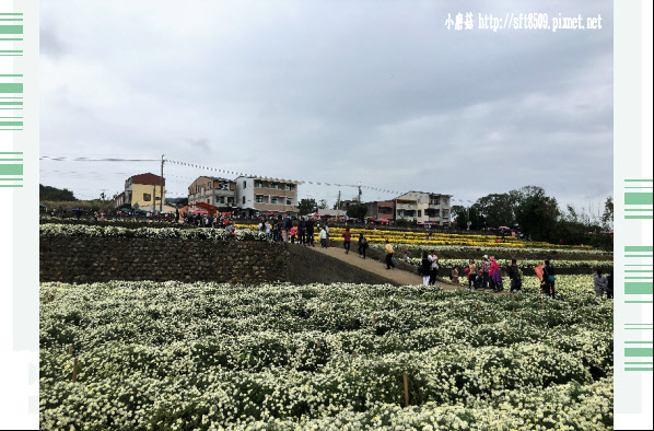 106.11.19.(66)苗栗銅鑼杭菊花海.JPG