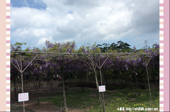 107.03.31.(6)紫藤咖啡園欣賞紫藤花.JPG