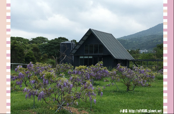 107.03.31.(177)紫藤咖啡園欣賞紫藤花.JPG