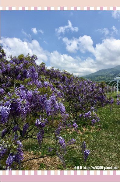 107.03.31.(210)紫藤咖啡園欣賞紫藤花.JPG