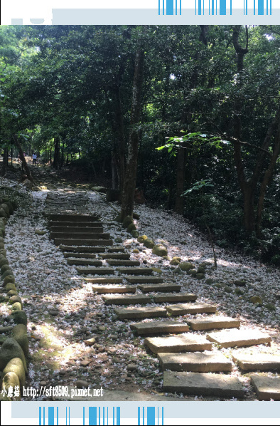 107.4.29.(75)東森山林-桐花步道賞桐.JPG