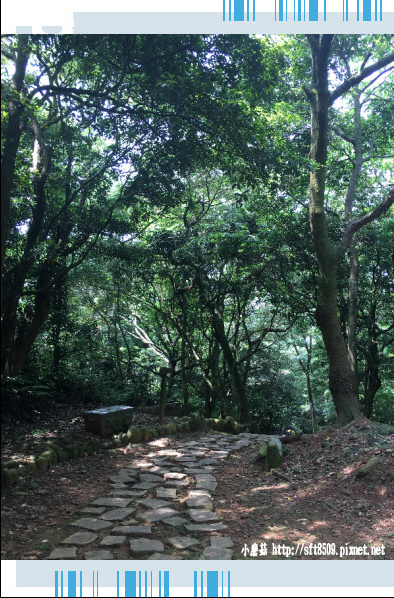 107.4.29.(119)東森山林-桐花步道賞桐.JPG