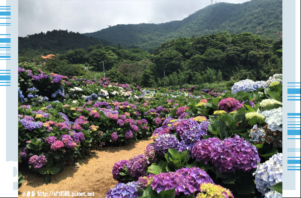 107.5.31.(37)陽明山竹子湖-高家繡球花田.JPG