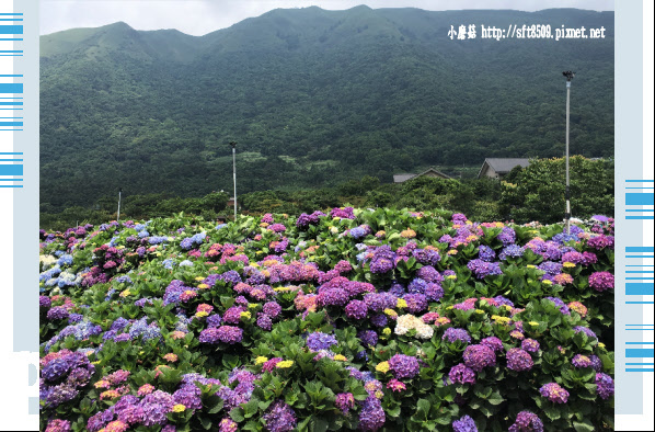 107.5.31.(8)陽明山竹子湖-高家繡球花田.JPG