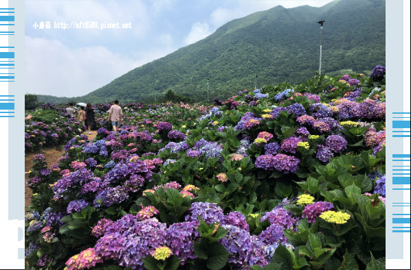 107.5.31.(19)陽明山竹子湖-高家繡球花田.JPG