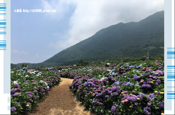 107.5.31.(20)陽明山竹子湖-高家繡球花田.JPG