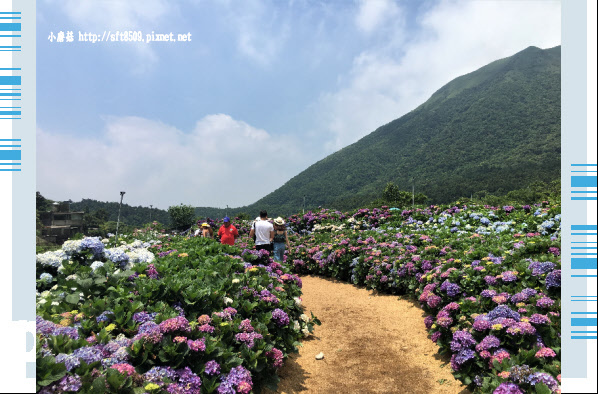 107.5.31.(22)陽明山竹子湖-高家繡球花田.JPG