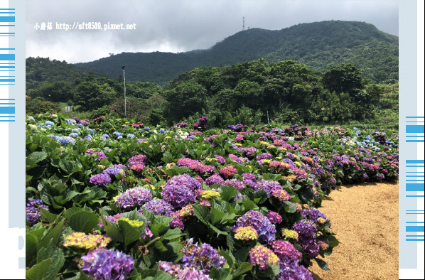 107.5.31.(25)陽明山竹子湖-高家繡球花田.JPG