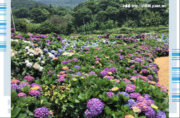 107.5.31.(27)陽明山竹子湖-高家繡球花田.JPG