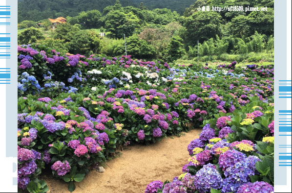 107.5.31.(32)陽明山竹子湖-高家繡球花田.JPG