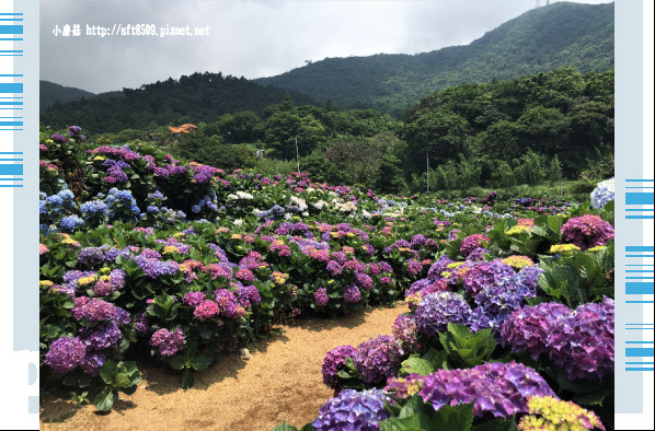 107.5.31.(35)陽明山竹子湖-高家繡球花田.JPG