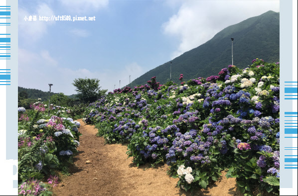 107.5.31.(40)陽明山竹子湖-高家繡球花田.JPG