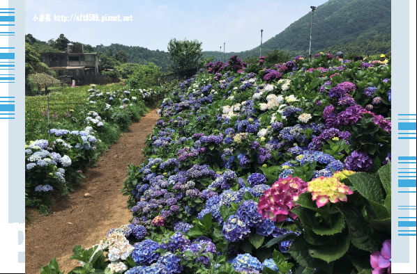 107.5.31.(48)陽明山竹子湖-高家繡球花田.JPG