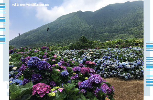 107.5.31.(49)陽明山竹子湖-高家繡球花田.JPG