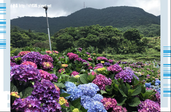 107.5.31.(53)陽明山竹子湖-高家繡球花田.JPG