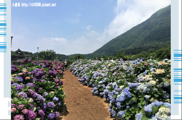 107.5.31.(56)陽明山竹子湖-高家繡球花田.JPG