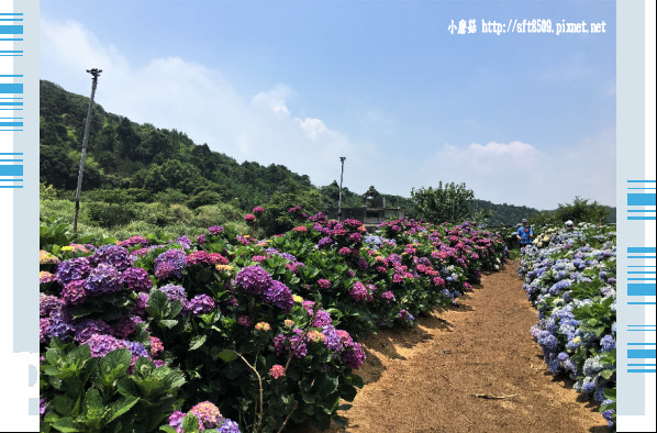 107.5.31.(57)陽明山竹子湖-高家繡球花田.JPG