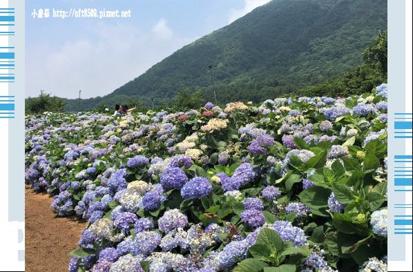 107.5.31.(59)陽明山竹子湖-高家繡球花田.JPG