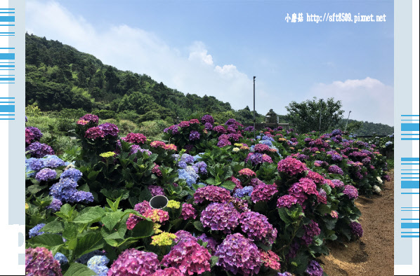 107.5.31.(60)陽明山竹子湖-高家繡球花田.JPG