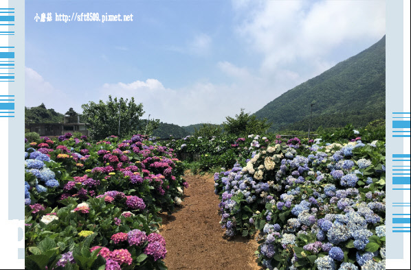 107.5.31.(65)陽明山竹子湖-高家繡球花田.JPG