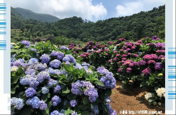 107.5.31.(66)陽明山竹子湖-高家繡球花田.JPG