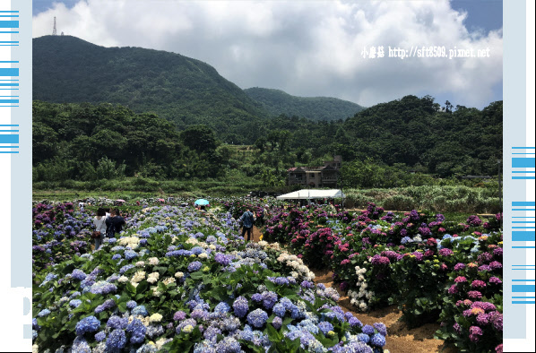 107.5.31.(68)陽明山竹子湖-高家繡球花田.JPG