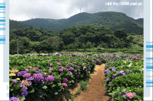 107.5.31.(76)陽明山竹子湖-高家繡球花田.JPG