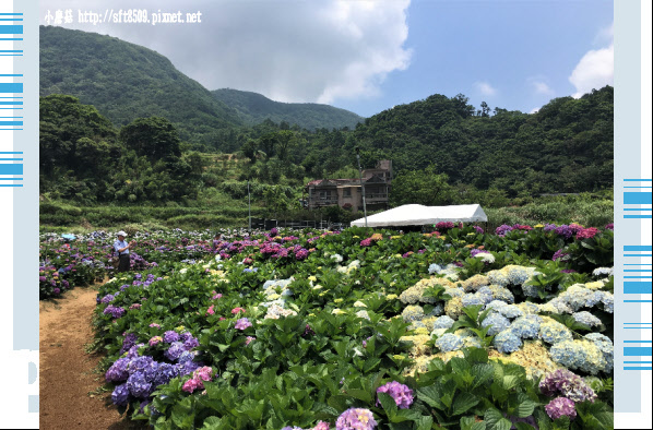 107.5.31.(81)陽明山竹子湖-高家繡球花田.JPG