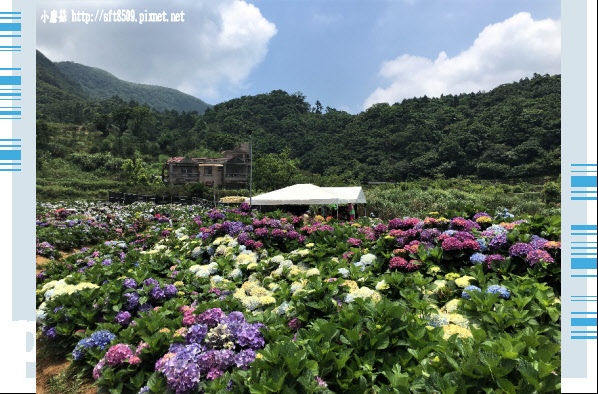 107.5.31.(82)陽明山竹子湖-高家繡球花田.JPG