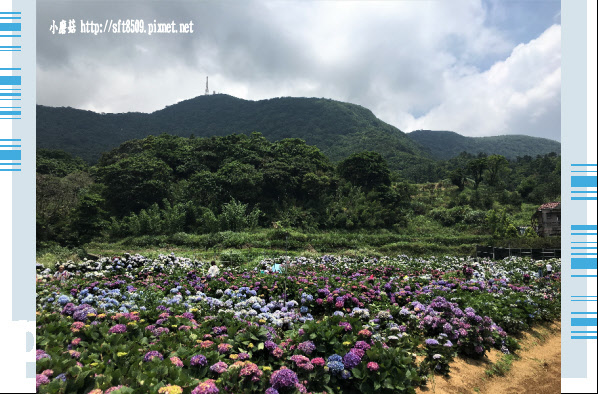 107.5.31.(89)陽明山竹子湖-高家繡球花田.JPG