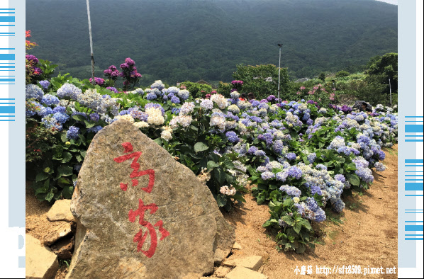 107.5.31.(96)陽明山竹子湖-高家繡球花田.JPG