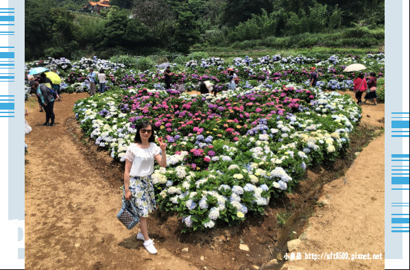 107.5.31.(101)陽明山竹子湖-高家繡球花田.JPG