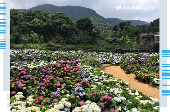 107.5.31.(107)陽明山竹子湖-高家繡球花田.JPG