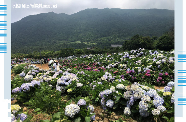 107.5.31.(112)陽明山竹子湖-高家繡球花田.JPG